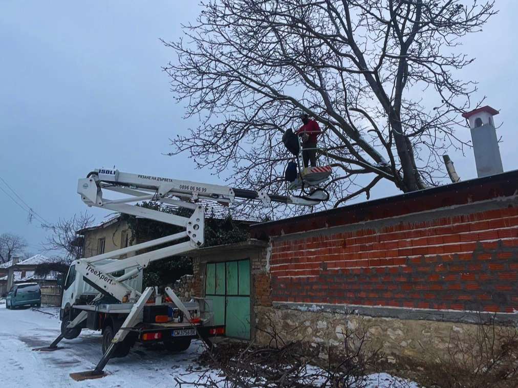 цени за рязане на дървета