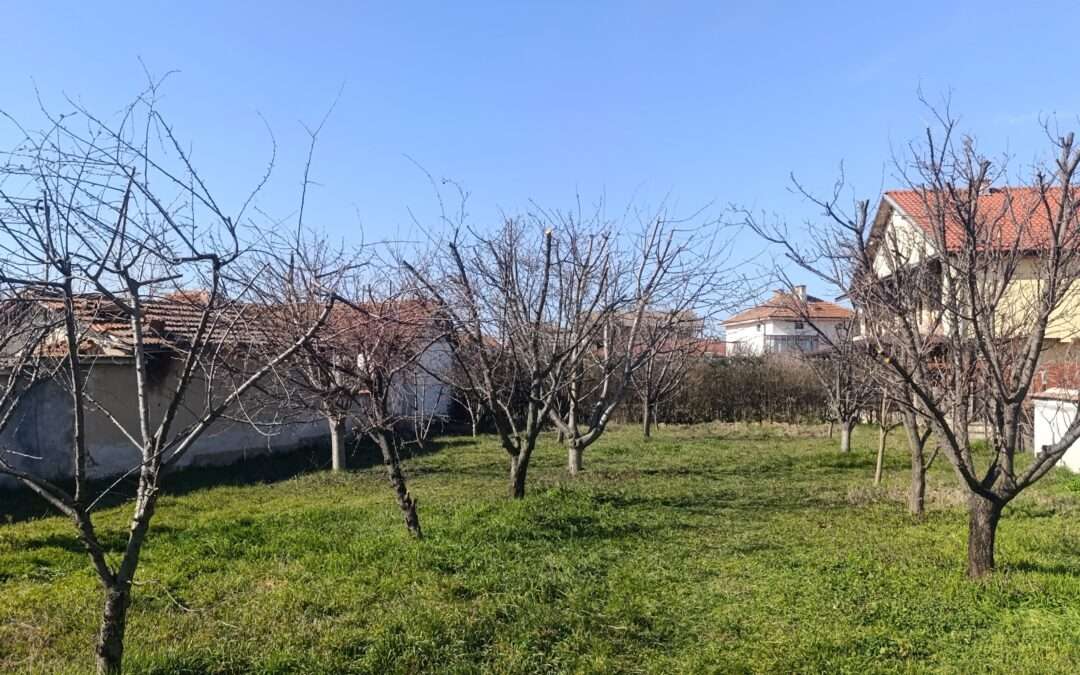 Често задавани въпроси за кастренето на дървета