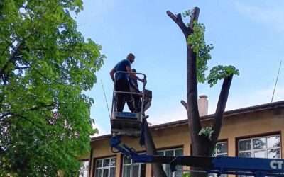 5 признака, че дървото се нуждае от подрязване или премахване
