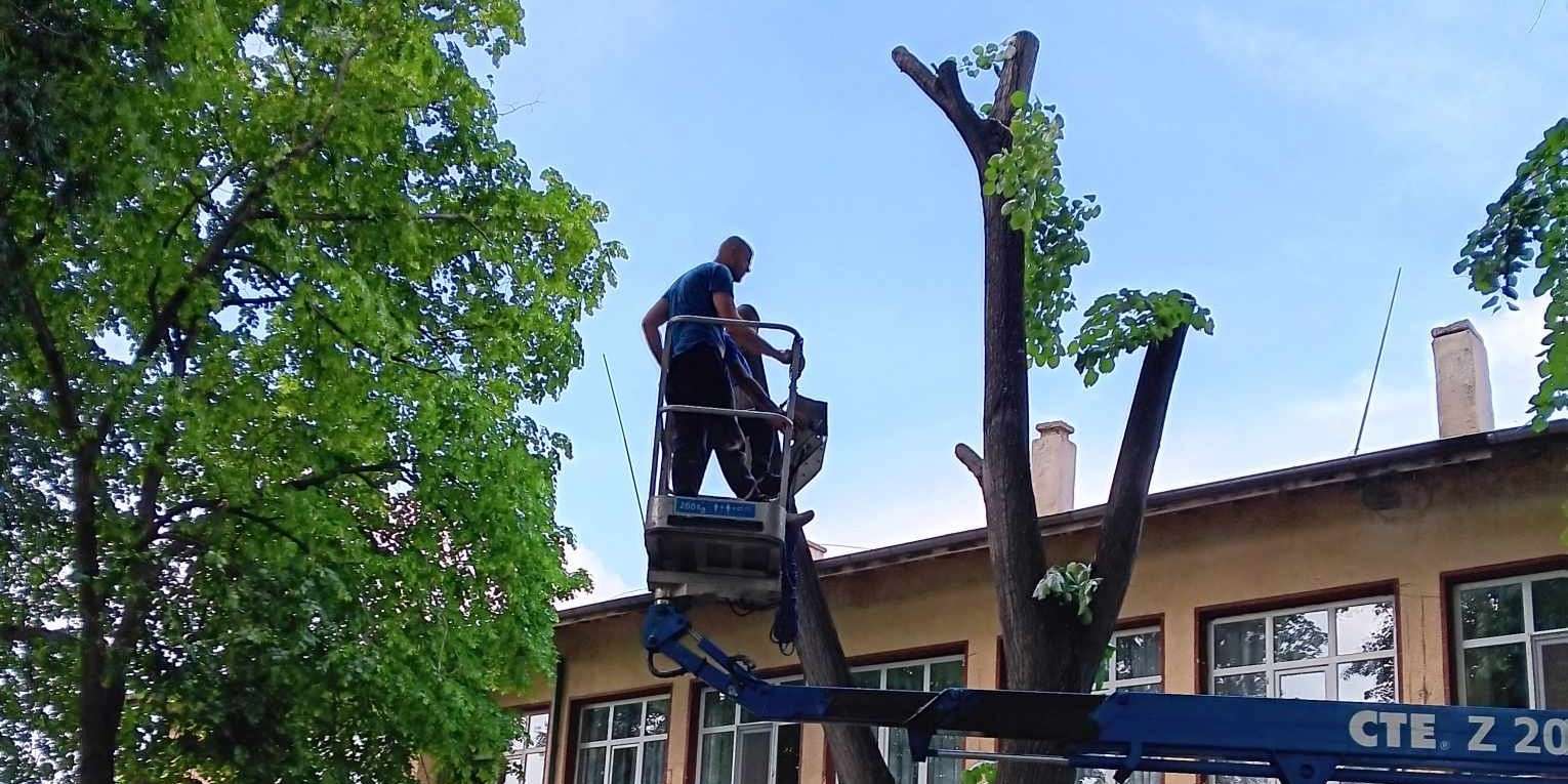 Кастрене на дърво